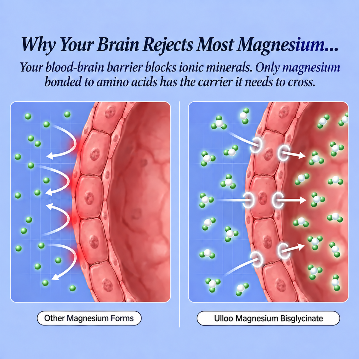 SPNutrition Magnesium Bisglycinate Gummies